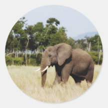 Éléphant dans le masai autocollant de Mara, Kenya