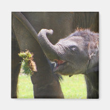 Éléphant de bébé magnets pour réfrigérateur
