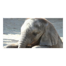 éléphant de bébé photocartes