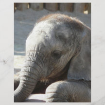 éléphant de bébé prospectus en couleur
