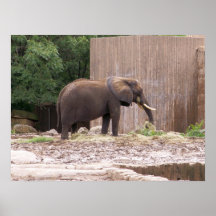 Éléphant de zoo posters