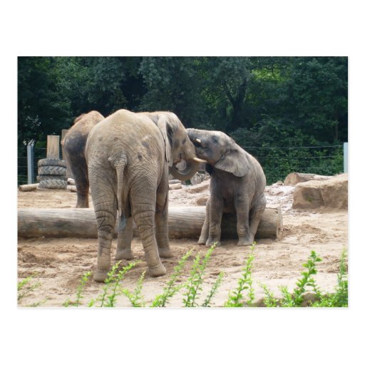Éléphant derrière cartes postales