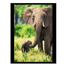 Éléphant et bébé carte postale