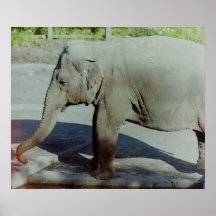 Éléphant Posters