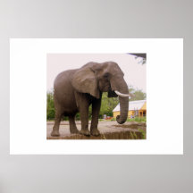 Éléphant Poster