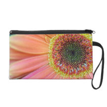 Embrayage de marguerite de Gerbera Dragonnes