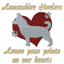 Empreintes de pattes de congé de Lancashire Heeler