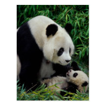 Enfantez le panda et le bébé dans le buisson en ba carte postale