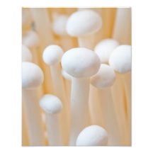 Enoki 11 x 14 art photographique