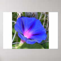 Entonnoir de gloire de matin affiches
