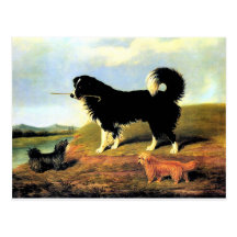 Épagneul et deux terriers de Norfolk Cartes Postales