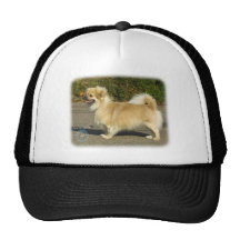 Épagneul tibétain casquette
