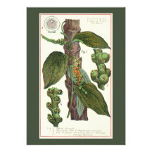 Épices vintages d'herbes de nourriture, usine de p invitations personnalisées