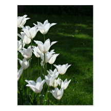 Épouser la carte postale blanche de tulipe