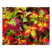 Épreuve photographique "de coleus coloré"