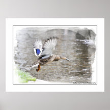 Épreuve photographique de couleur pour aquarelle d affiche