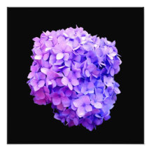 Épreuve photographique "de fleur pourpre d'hortens