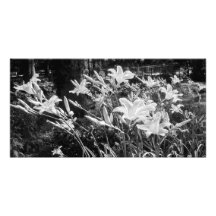Épreuve photographique "de lis d'été"