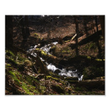 Épreuve photographique du courant 10x8 de natures