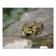 Épreuve photographique x8 de la grenouille 10