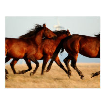 équinisme - chevaux sauvages carte postale