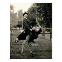Équitation 1910 d'autruche carte postale