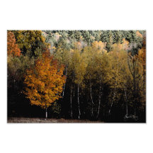 Érable et bouleau Mindscape Photographies