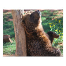 Éraflure d'ours photographies