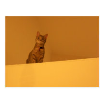 Escalader les murs cartes postales