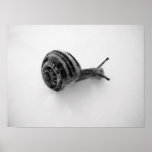 Escargot Affiches