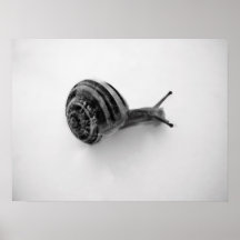 Escargot Affiches