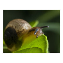 Escargot Carte Postale