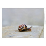 Escargot de jardin anglais sur une roche carte de vœux