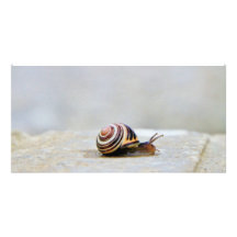Escargot de jardin anglais sur une roche photocarte personnalisée