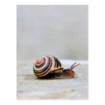 Escargot de jardin anglais sur une roche cartes postales