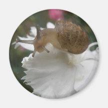 Escargot de jardin et aimant blanc d'oeillet