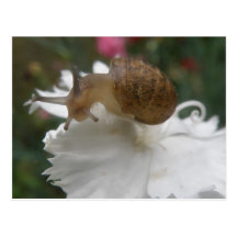 Escargot de jardin et carte postale blanche d'oeil