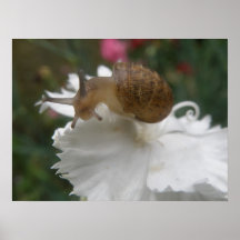Escargot de jardin et copie blanche d'oeillet affiches