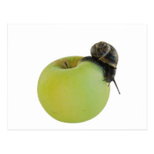 Escargot et pomme cartes postales