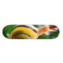 escargot plateaux de skateboards