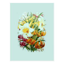 Espèces de Lilium Carte Postale