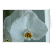 Essence de la jeunesse carte