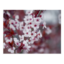 Est-ce que quelqu'un a commandé un certain bokeh ? carte postale