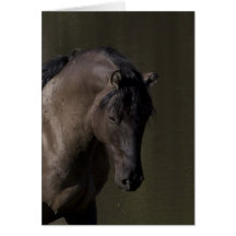 Étalon à la carte de voeux de cheval sauvage de po
