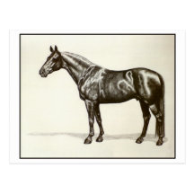 Étalon de Trakehner Cartes Postales