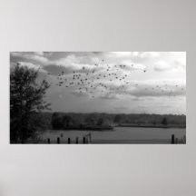Étang Posters