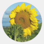 Été au Maine Adhésifs