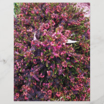 Été coloré fleurissant Heather Prospectus