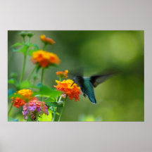 Été Hummer Affiche