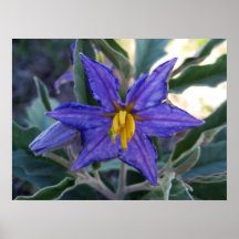 Étincelles de KIW : Solanum Posters